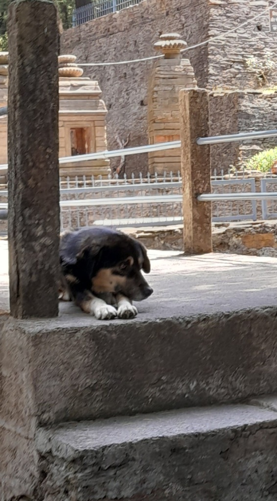 Dog in temple in Uttarakhand